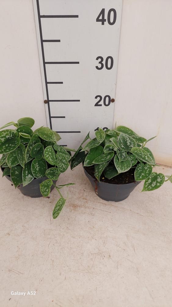 SCINDAPSUS PICTUM S. ANN CP17