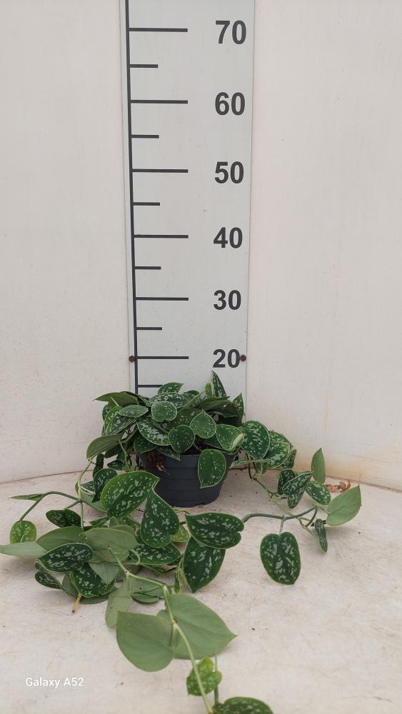 SCINDAPSUS PICTUM S. ANN CP17