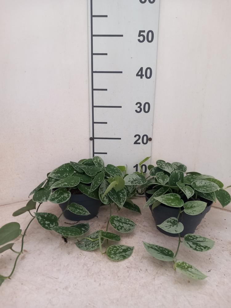 SCINDAPSUS PICTUM S. ANN CP17