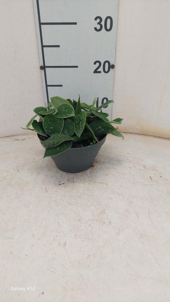 SCINDAPSUS PICTUM S. ANN CP17