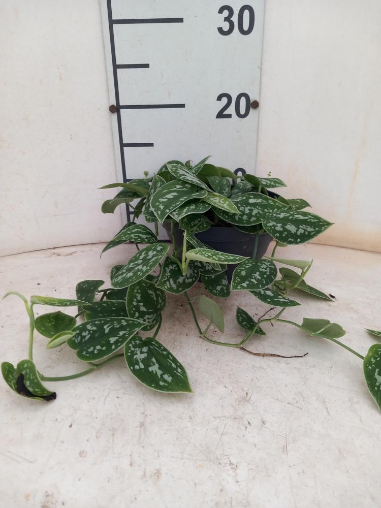 SCINDAPSUS PICTUM S. ANN CP17