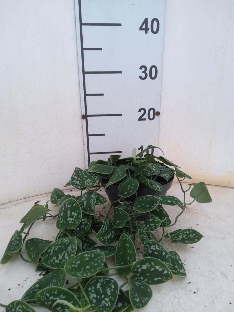 SCINDAPSUS PICTUM S. ANN CP17