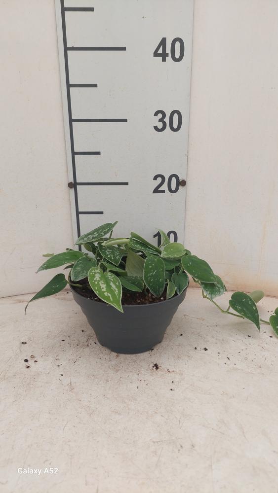 SCINDAPSUS PICTUM S. ANN CP17
