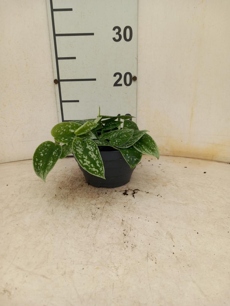 SCINDAPSUS PICTUM S. ANN CP17