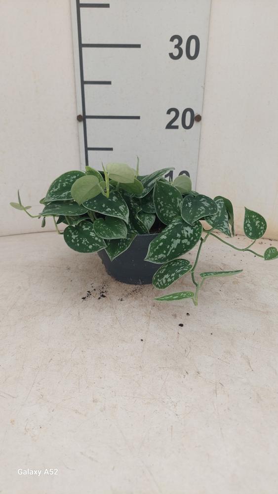 SCINDAPSUS PICTUM S. ANN CP17