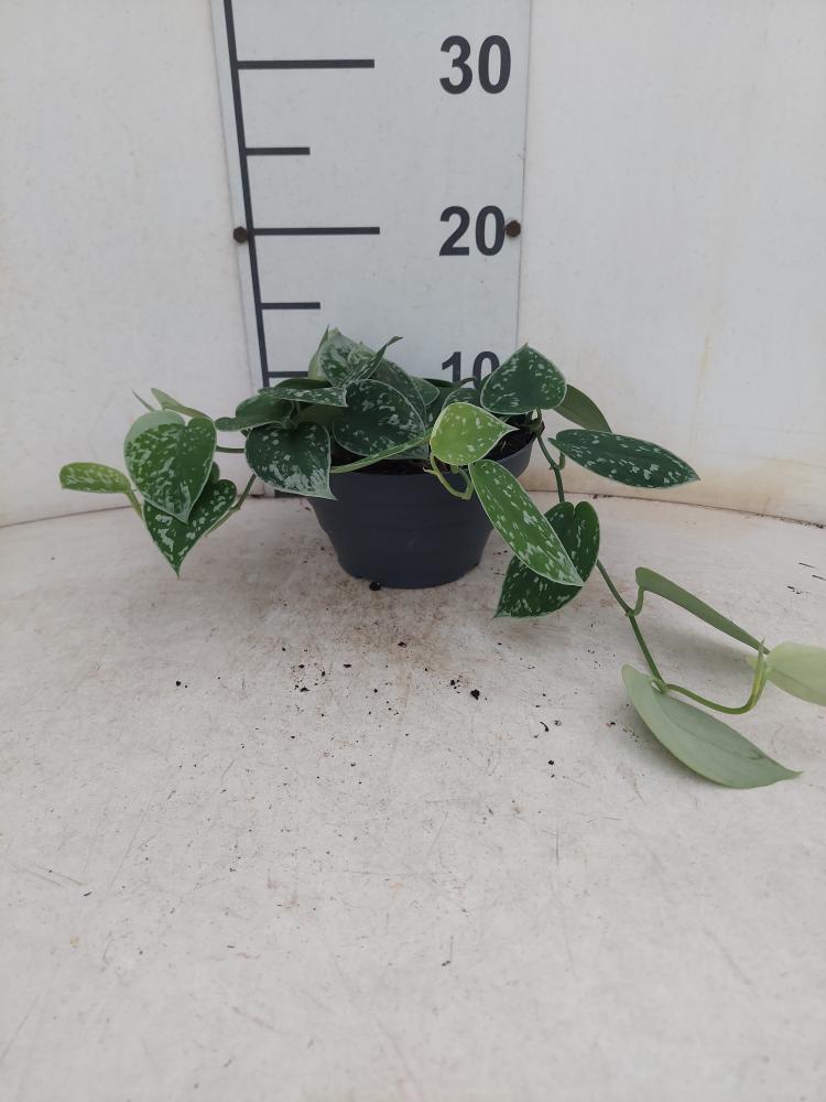 SCINDAPSUS PICTUM S. ANN CP17