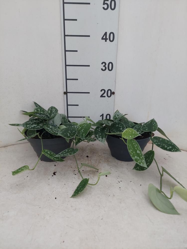 SCINDAPSUS PICTUM S. ANN CP17