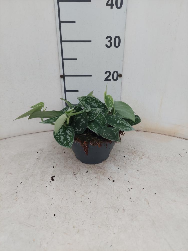 SCINDAPSUS PICTUM S. ANN CP17