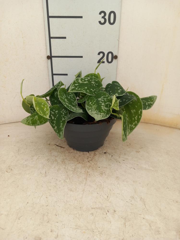 SCINDAPSUS PICTUM S. ANN CP17