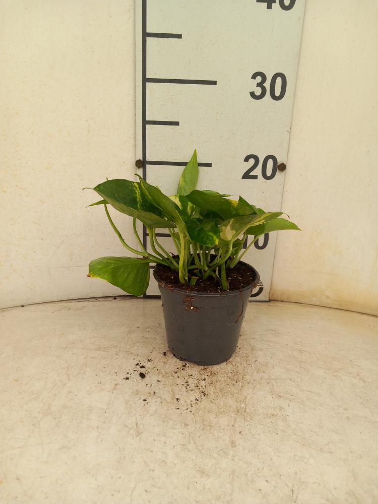 SCINDAPSUS AUREUS VP12