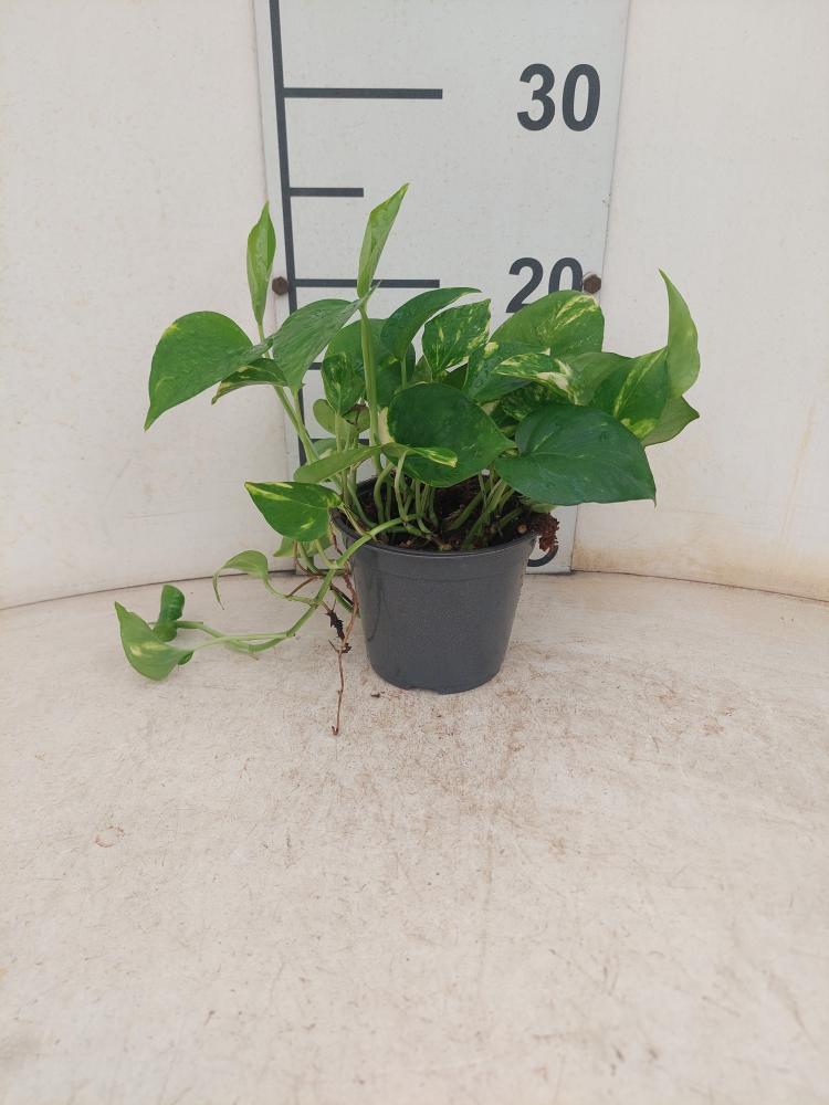 SCINDAPSUS AUREUS VP12