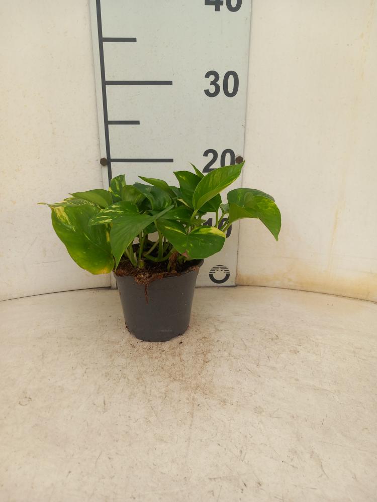 SCINDAPSUS AUREUS VP12