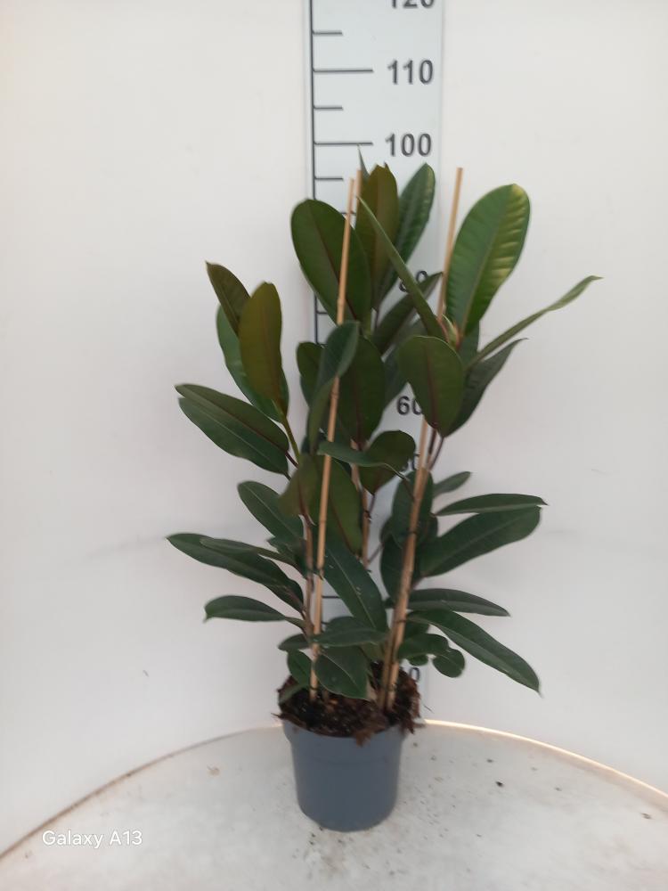 FICUS TRESOR 3P VP21