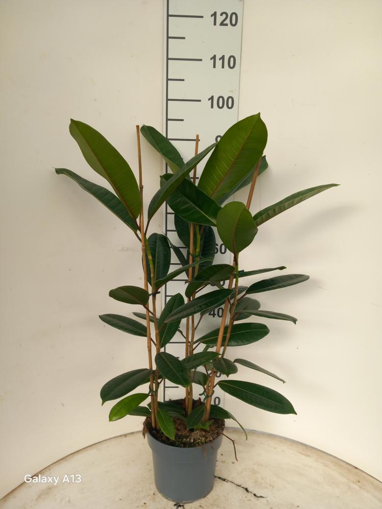 FICUS TRESOR 3P VP21