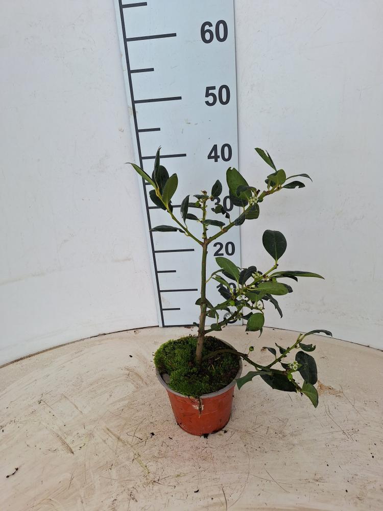 ILEX NELLY STEVENS VP14