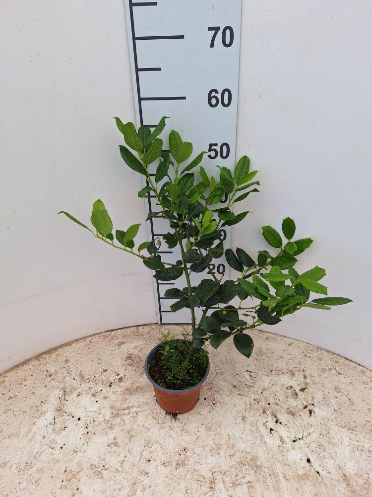 ILEX NELLY STEVENS VP14