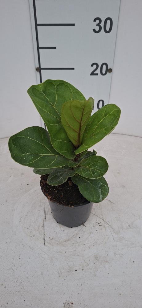 FICUS BAMBINO VP12