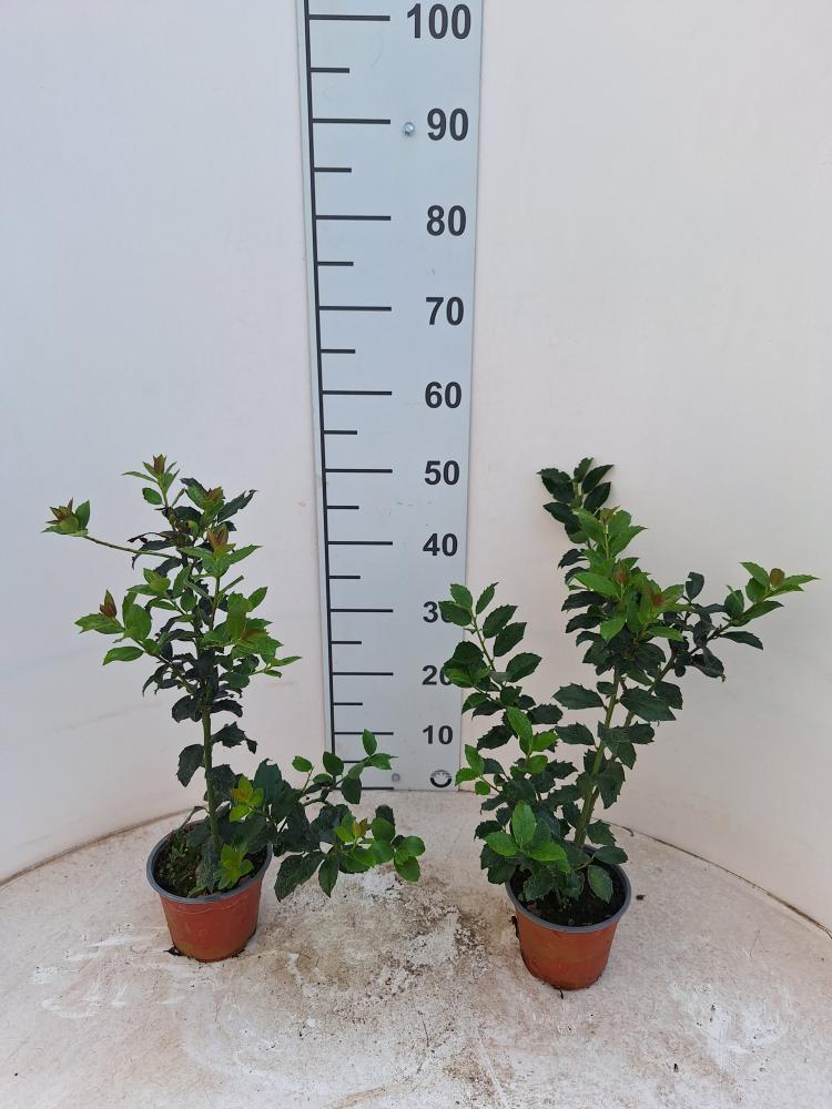 ILEX MESERVEAE BLUE MAID VP14