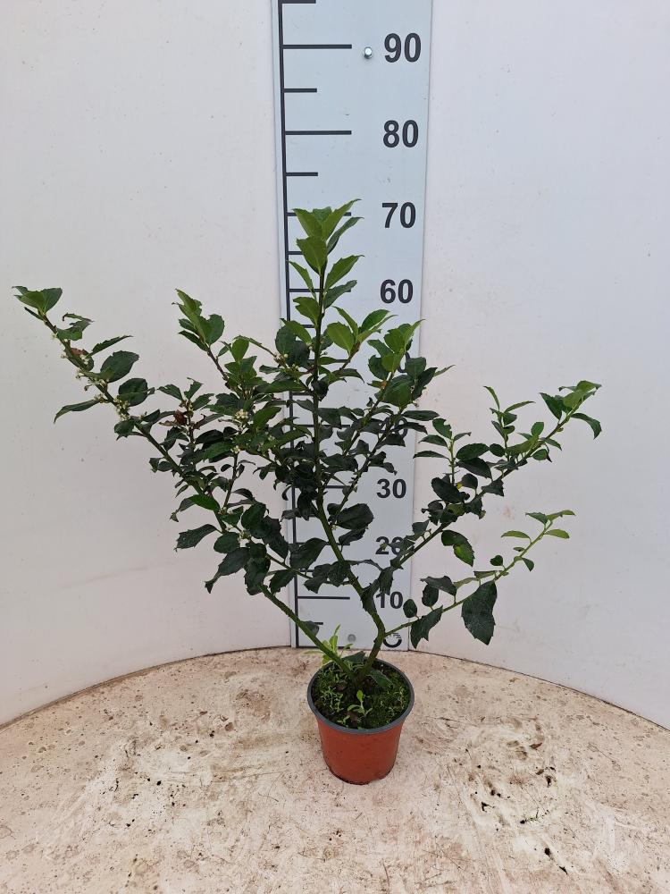 ILEX MESERVEAE BLUE MAID VP14