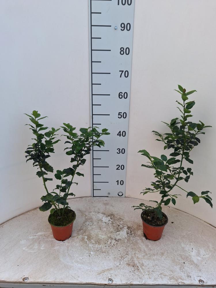 ILEX MESERVEAE BLUE MAID VP12