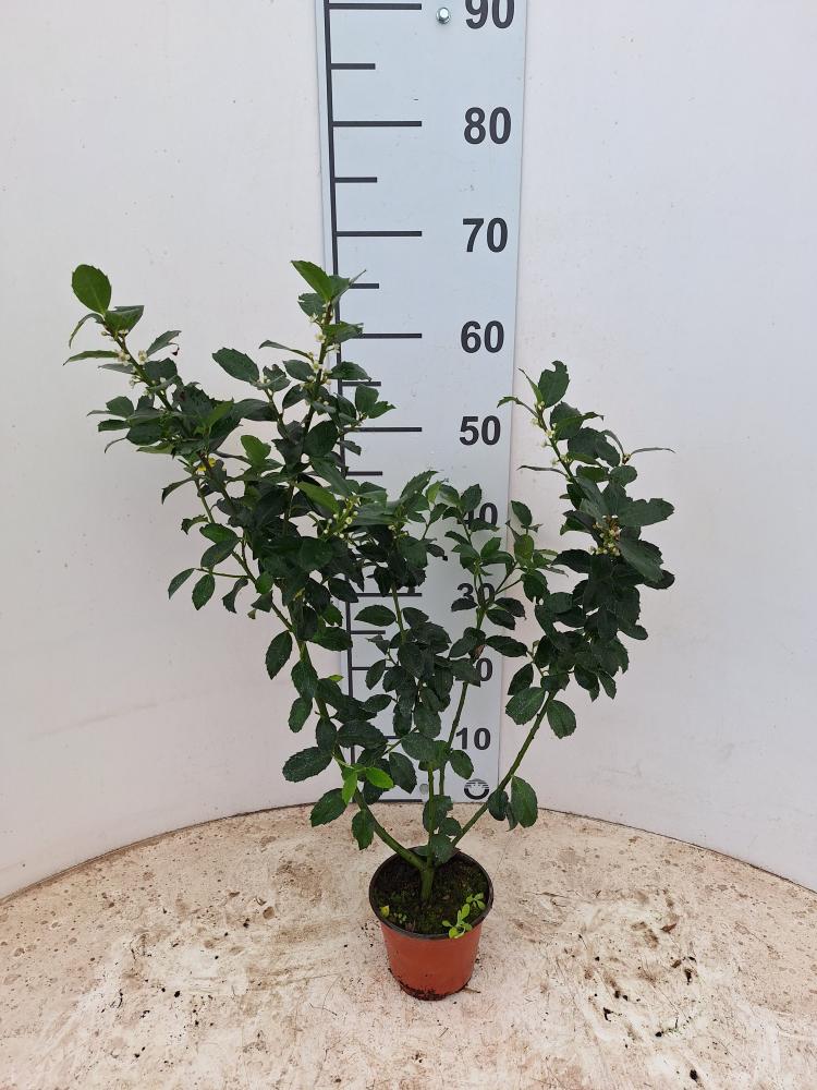 ILEX MESERVEAE BLUE MAID VP12