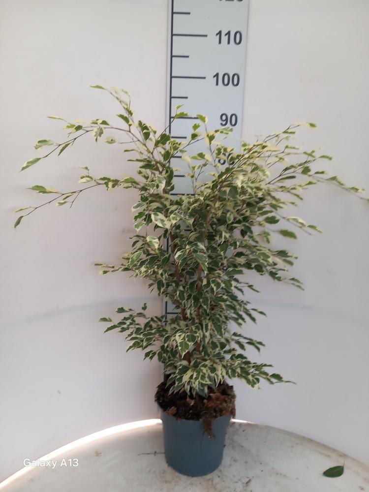 FICUS TWILIGHT VP21