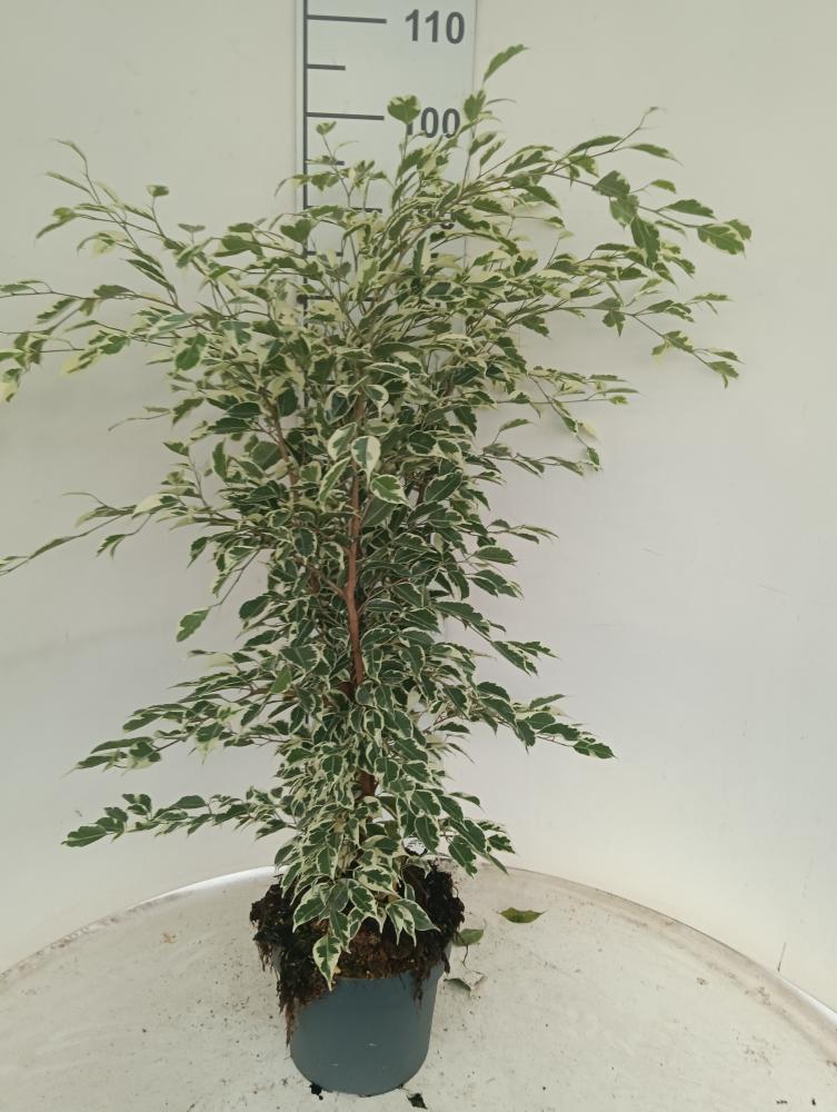 FICUS TWILIGHT VP21