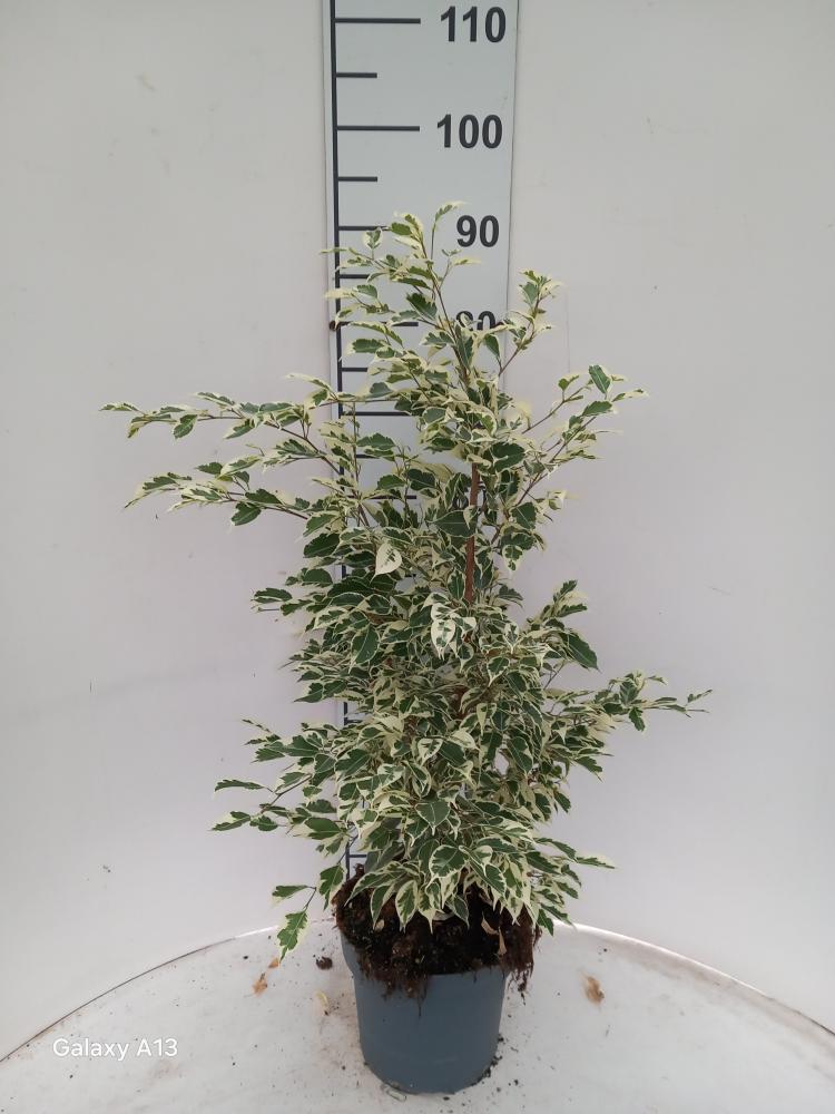 FICUS TWILIGHT VP21