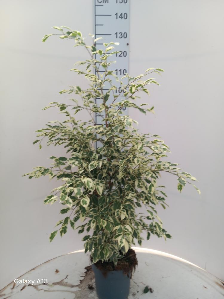FICUS TWILIGHT VP21