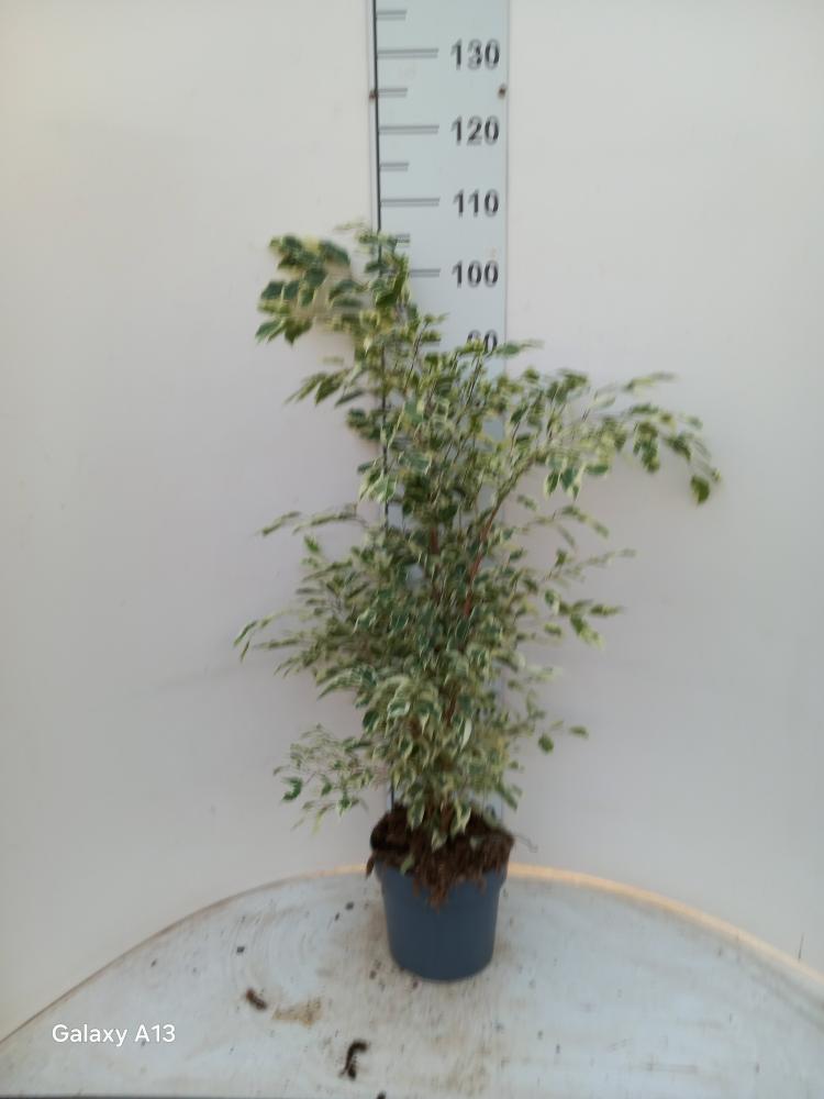 FICUS TWILIGHT VP21