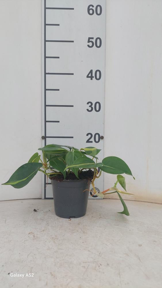 PHILODENDRON BRASIL VP12