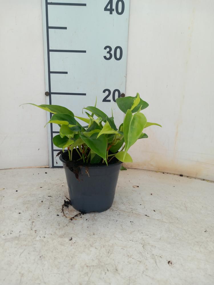 PHILODENDRON BRASIL VP12