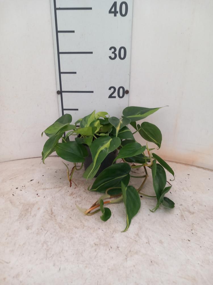 PHILODENDRON BRASIL VP12