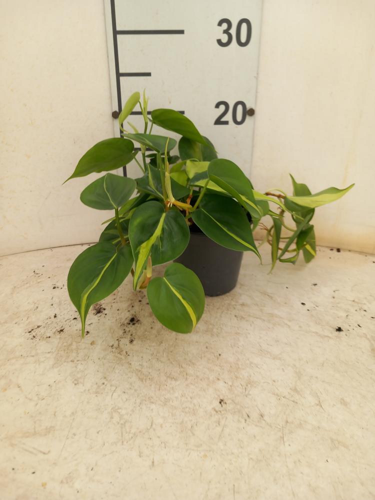 PHILODENDRON BRASIL VP12