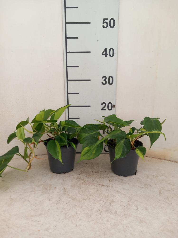 PHILODENDRON BRASIL VP12