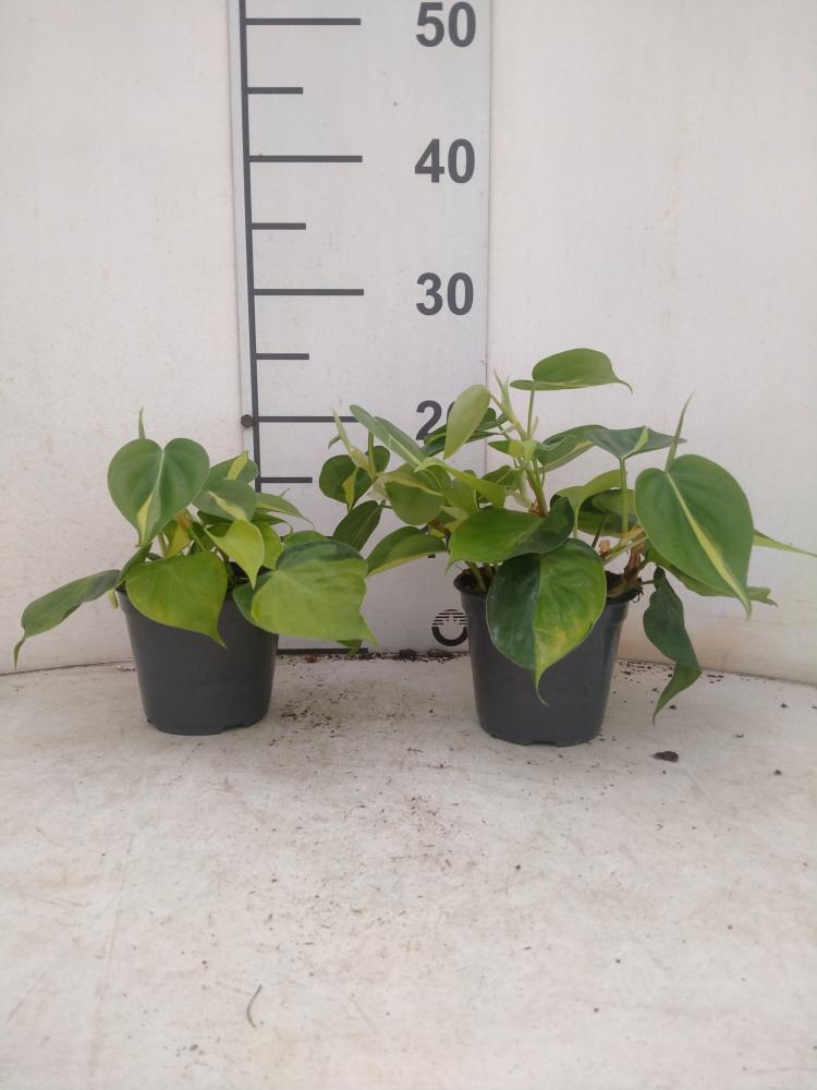 PHILODENDRON BRASIL VP12