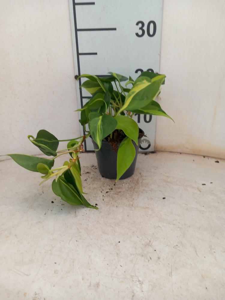 PHILODENDRON BRASIL VP12