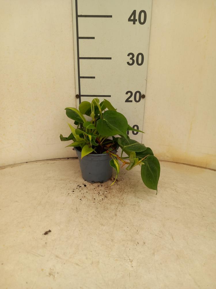 PHILODENDRON BRASIL VP12