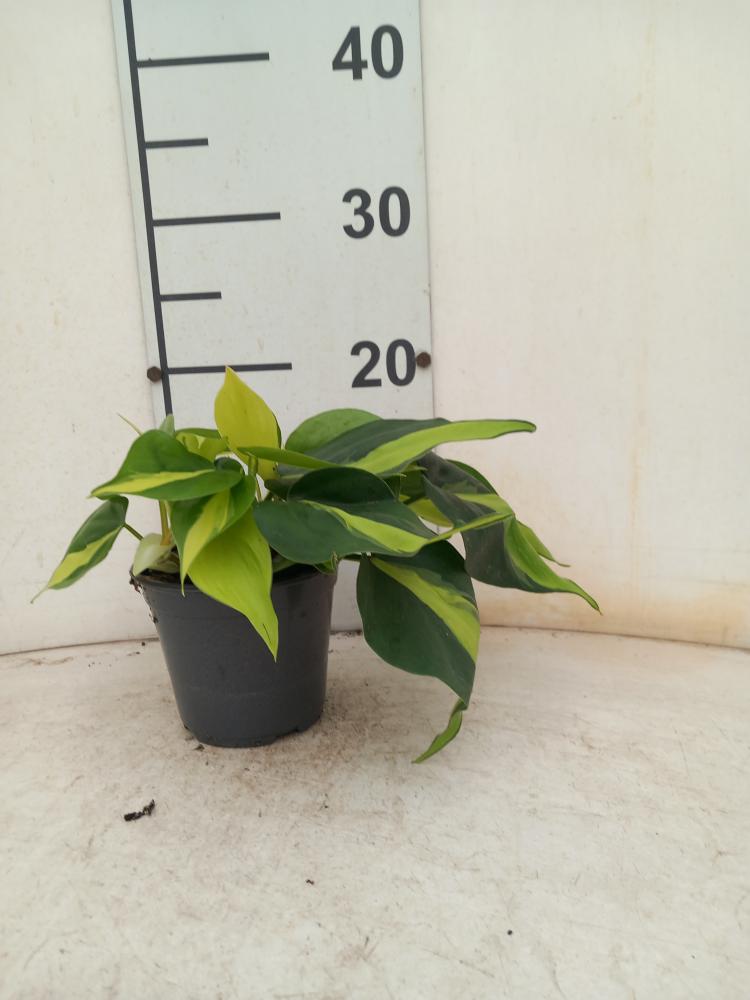 PHILODENDRON BRASIL VP12