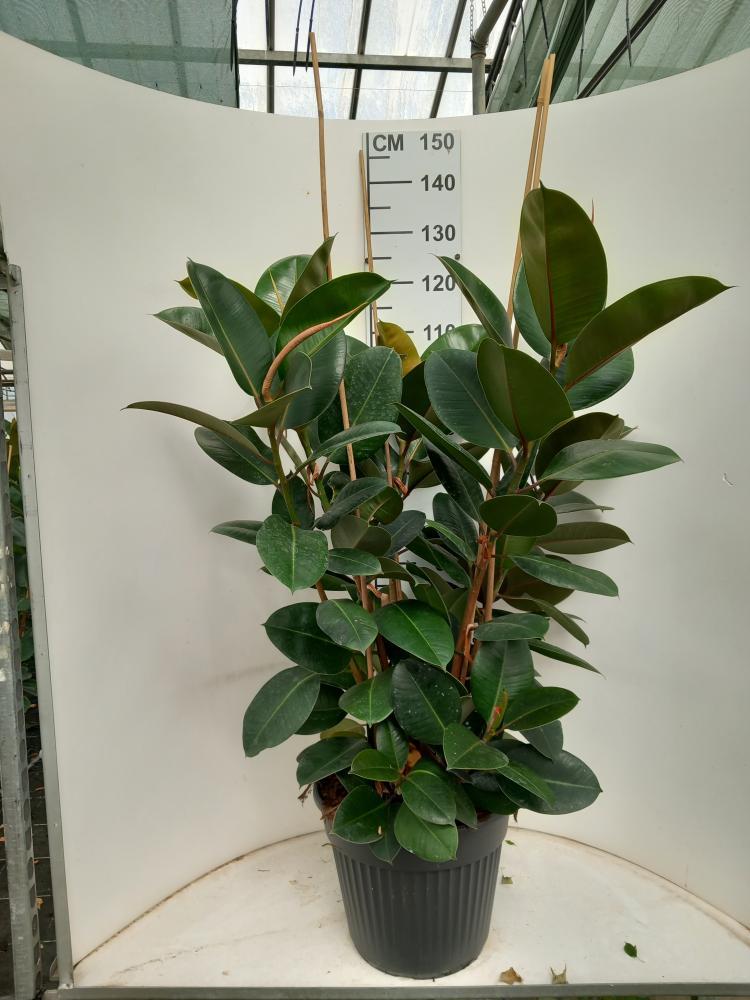 FICUS ROBUSTA 3P VP35