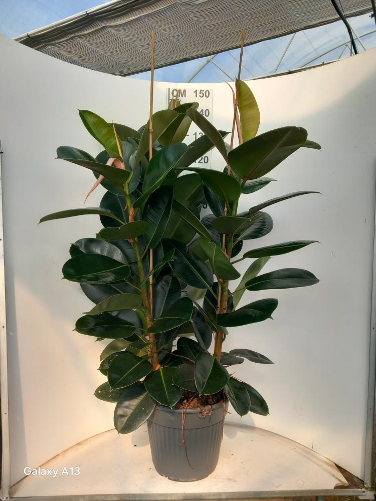 FICUS ROBUSTA 3P VP35