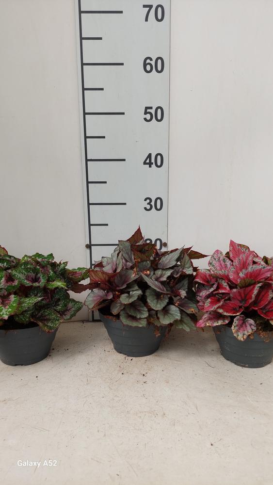 BEGONIA BELEAF CP17
