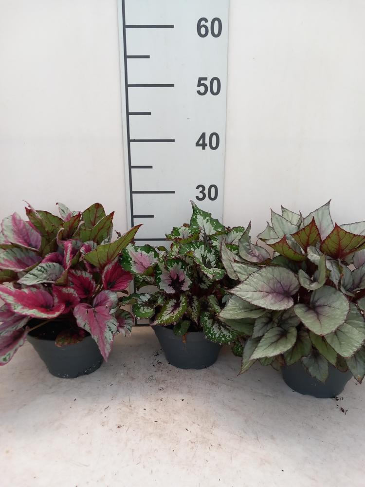 BEGONIA BELEAF CP17