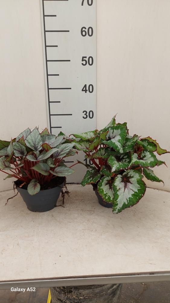 BEGONIA BELEAF CP17