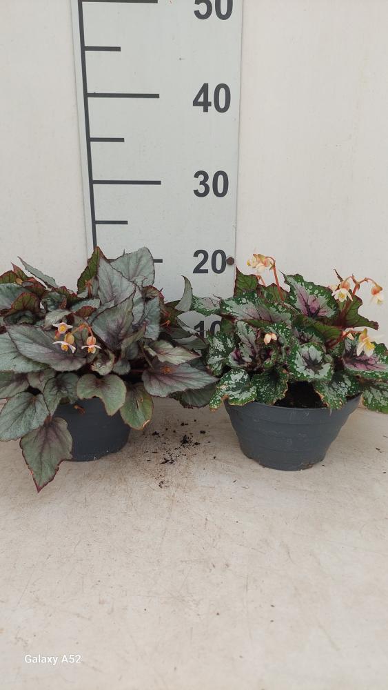 BEGONIA BELEAF CP17