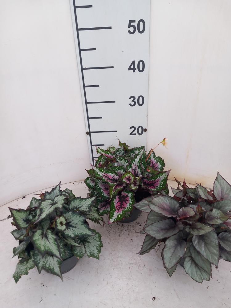 BEGONIA BELEAF CP17