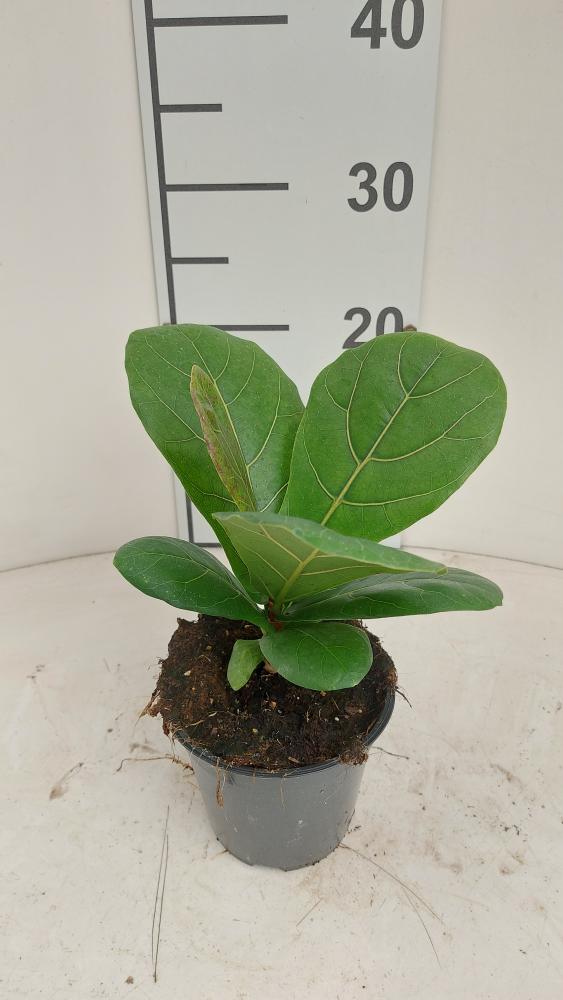 FICUS LYRATA VP12