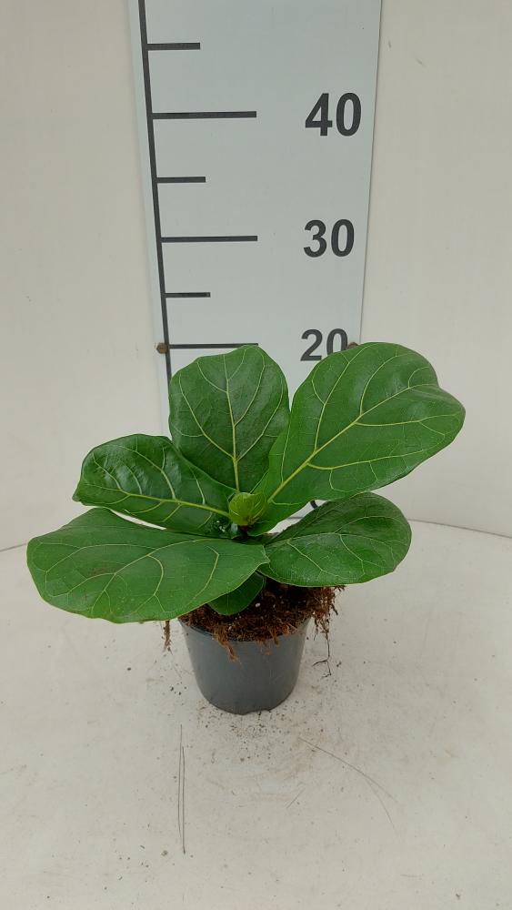 FICUS LYRATA VP12
