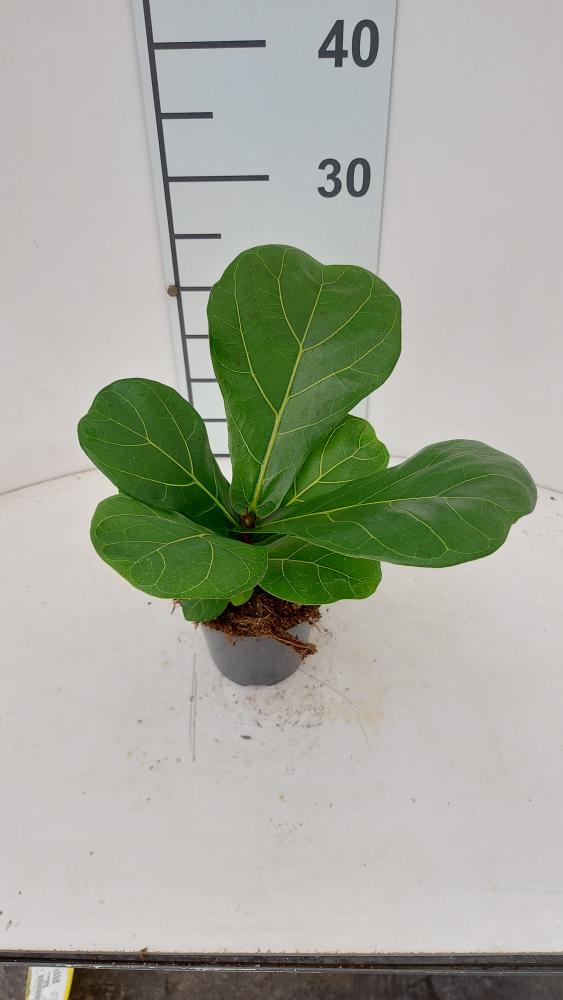 FICUS LYRATA VP12