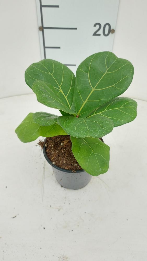 FICUS LYRATA VP12